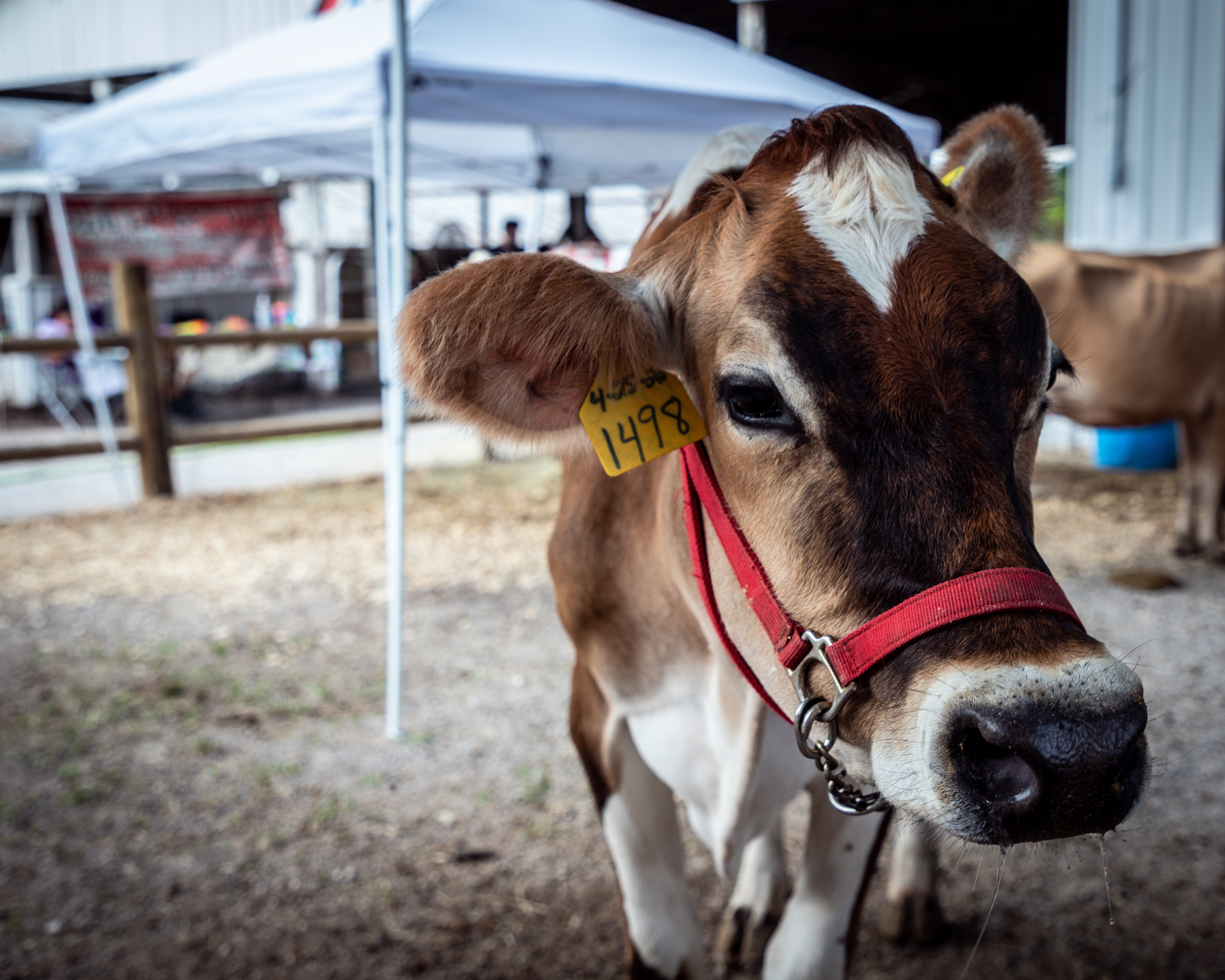 Cattle Show