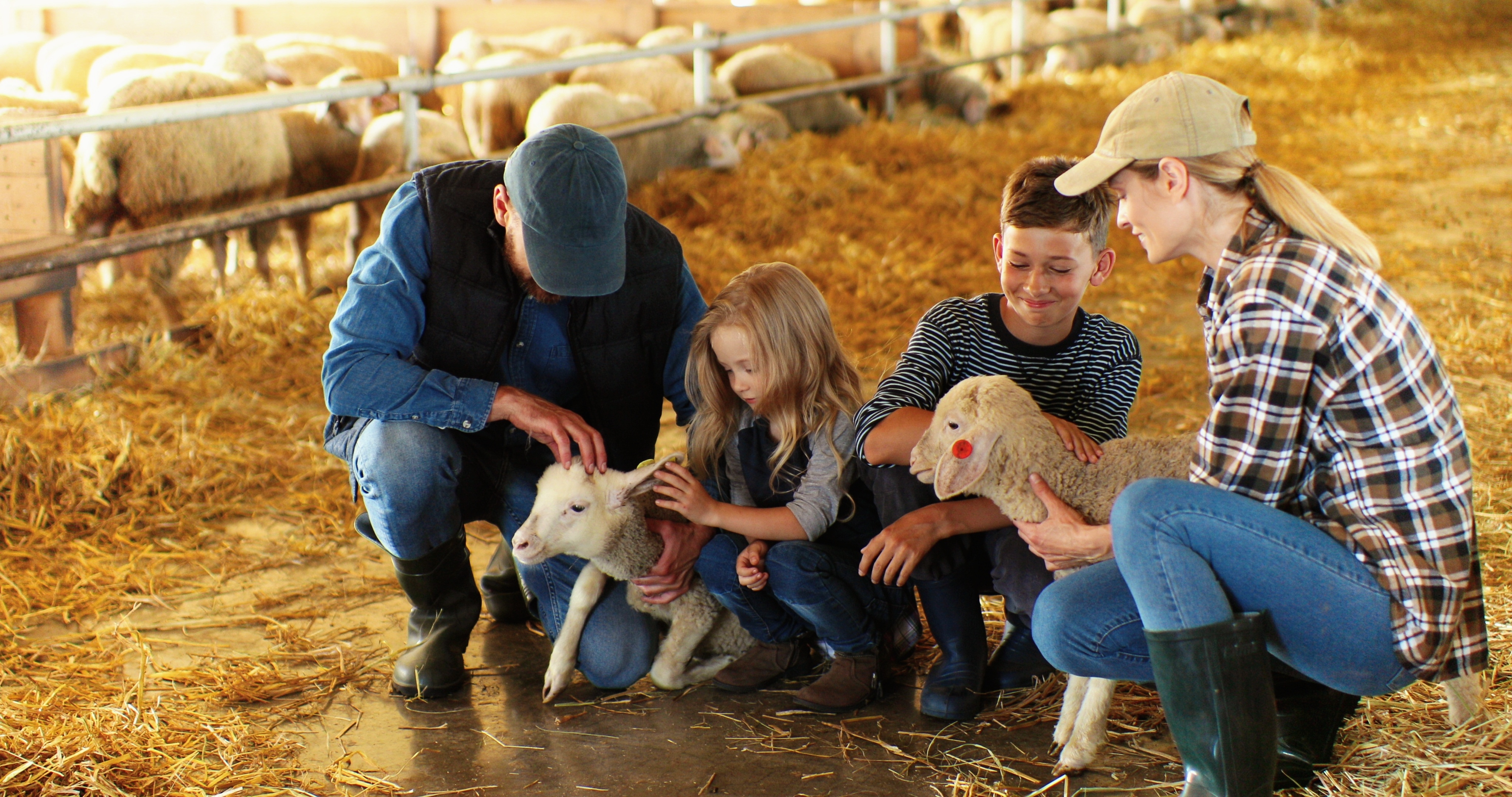 Family Helping Kids with sheep