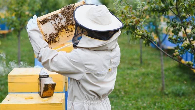 Bee Keeping