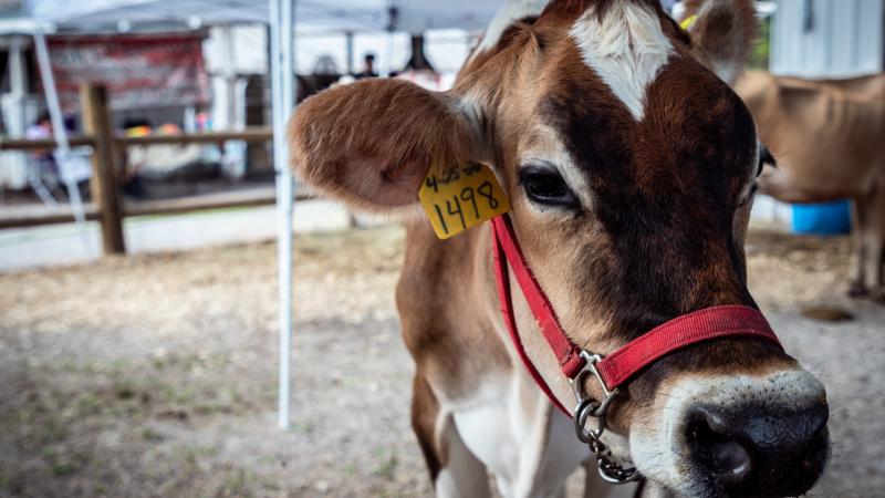 Cattle Show