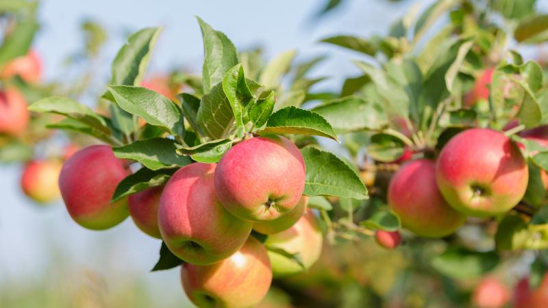 Apple Tree