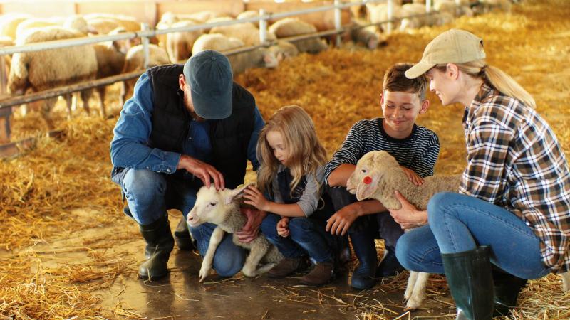 Family Helping Kids with sheep